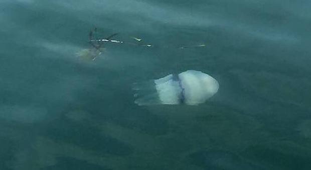 Tornano le meduse in Alto Adriatico: è allarme fra i bagnanti