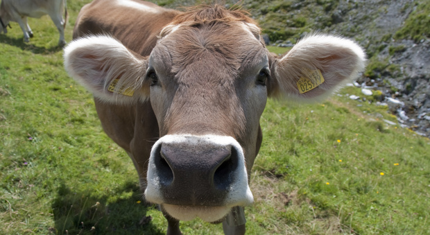 Abusa sessualmente di una mucca, l'animale viene abbattuto: "Gravi lesioni riportate"