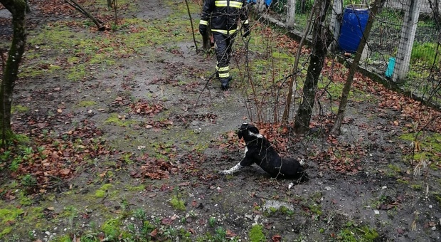Investito da un'auto finisce nel canale, cane salvato dai vigili del fuoco