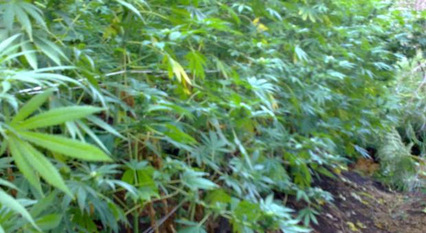 Caserta, oltre 800 piante di marijuana in un capannone: arrestati quattro giovani