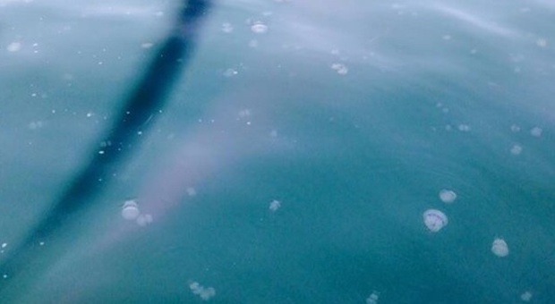 Tornano le meduse in Alto Adriatico Ci sono ancha da 80 cm di diametro