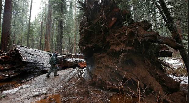 La sequoia millenaria caduta