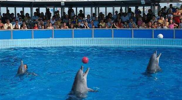 "Nuota pagliaccio", anche a Nordest la campagna contro i delfinari