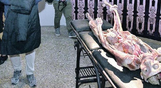 Cadaveri, scheletri e strumenti di tortura in mostra: una turista americana si sente male