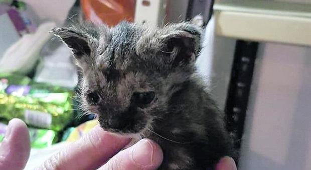 Blitz nella casa degli orrori: portati in salvo dodici gattini nati da due settimane