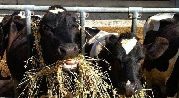 Mucche escluse da limiti emissioni Co2, la richiesta degli eurodeputati sugli obblighi di rendicontazione industriale