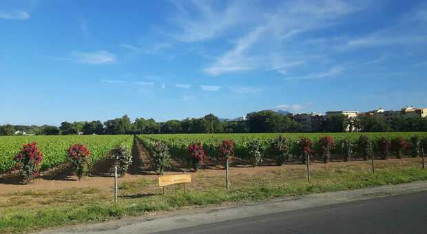 Sant'Andrea sbarca a Sabaudia: produrrà vino davanti al Parco nazionale con le rose a fare da "sentinella"