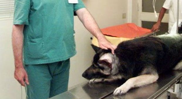 Roma, due giorni di permesso per curare il cane: il caso senza precedenti alla Sapienza