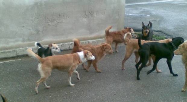 Cagliari, muore in strada per un malore: i cani randagi fanno scempio del corpo