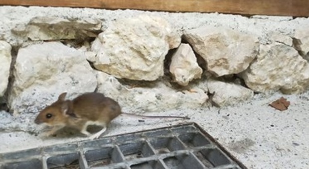 Invasione di topi nei pressi del condominio Kennedy a San Donà