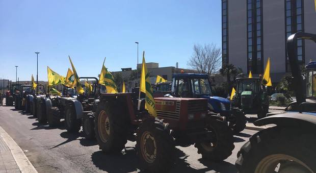 Xylella, imprenditori agricoli in rivolta a Lecce: contestato Emiliano