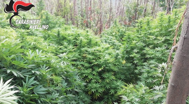 Sequestrate due piantagioni di marijuana nei boschi di Montoro