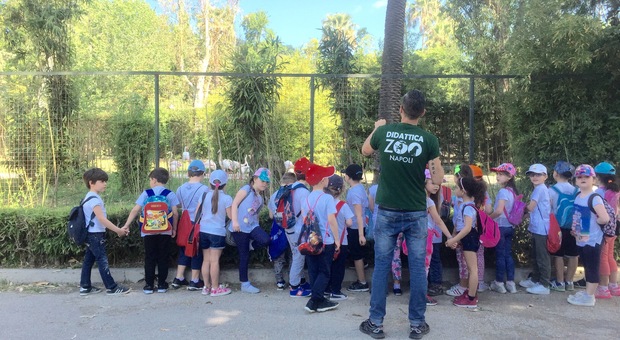Orti in città e baby dance: ripartono i campi estivi allo Zoo di Napoli