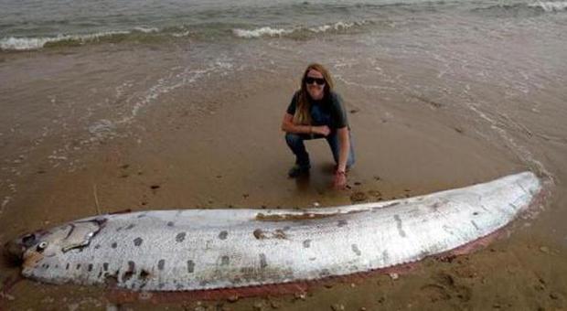 Il 'gigante degli oceani' trovato sulla spiaggia: ​il web si interroga sul misterioso animale