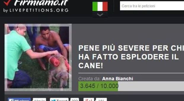 «Pene più severe a chi ha fatto esplodere il cane»: scatta la petizione online