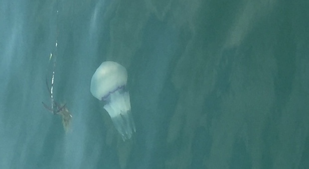 Tornano le meduse in Alto Adriatico: nel veneziano è allarme fra i bagnanti