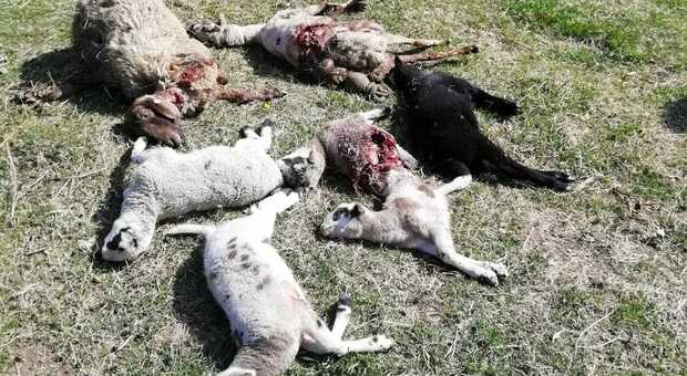 Pecore uccise dal lupo