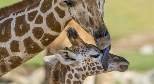 Kumi, baby giraffa di 5 mesi condannata all'eutanasia dai veterinari dello zoo di San Diego