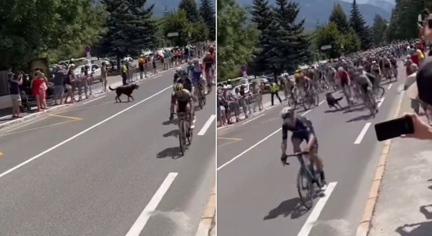 Tour de France, il cane scappa ai padroni e invade la strada: cadono due ciclisti
