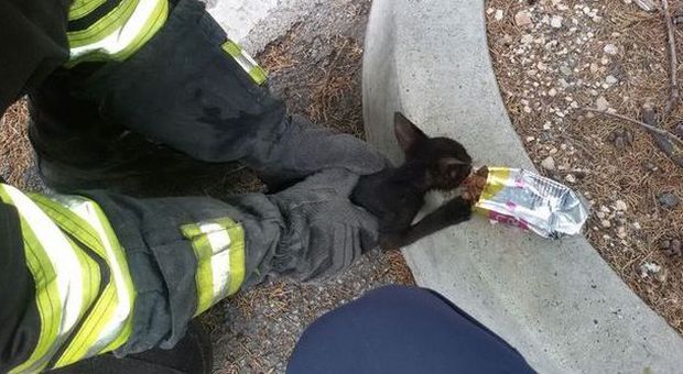 M.S. Giusto, salvato un gattino intrappolato in una botola del cimitero