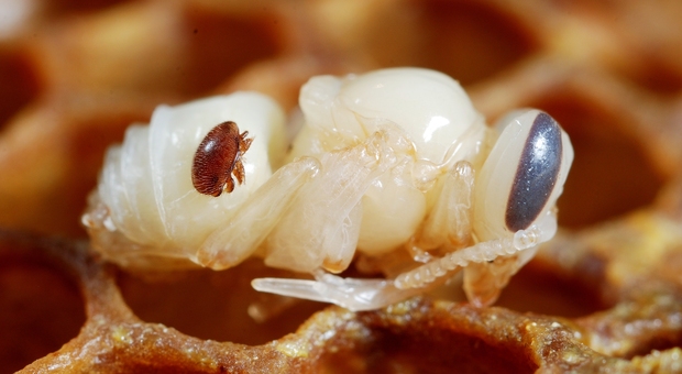 Una femmina adulta dell'acaro Varroa destructor attaccata a una pupa di ape