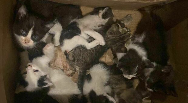 Gli 11 gattini abbandonati