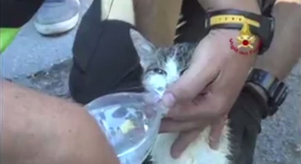 Dopo 5 giorni sotto le macerie, un gattino viene salvato dai Vigili Del Fuoco