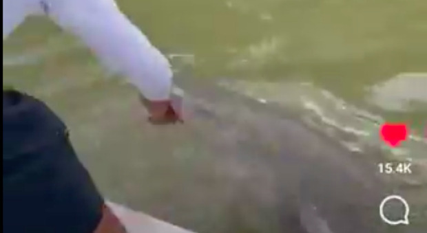 Pescatore mette la mano in acqua per lavarla, ma uno squalo la morde e lo trascina giù dalla barca: il video è choc
