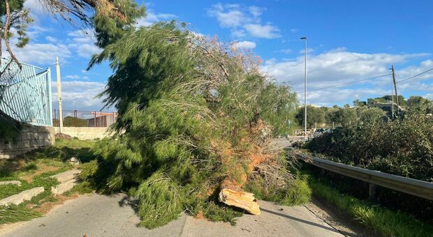 Crolla un grosso albero sulla strada per il cimitero: sfiorata la tragedia
