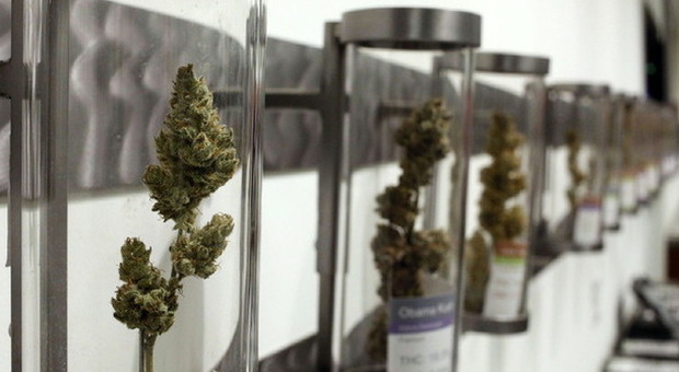 Cannabis, entro l'anno la Camera discute proposta di legge sulla legalizzazione