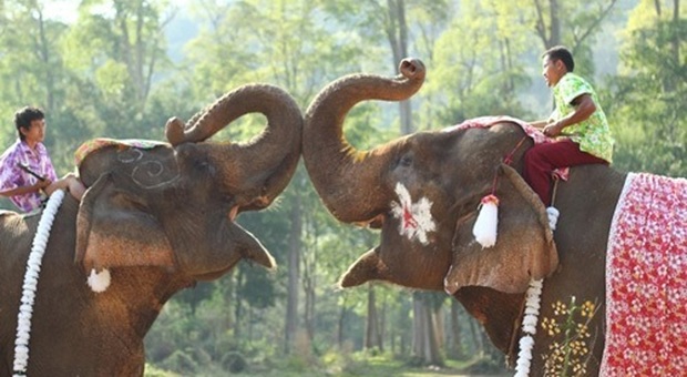 Chiang Mai, la bellezza naturale della Thailandia a dorso di elefante