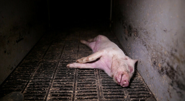 Animali torturati e mutilati, scoperto allevamento degli orrori: «Totale degrado e maltrattamenti continui»
