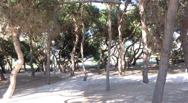 La pineta di Porto Sant'Elpidio
