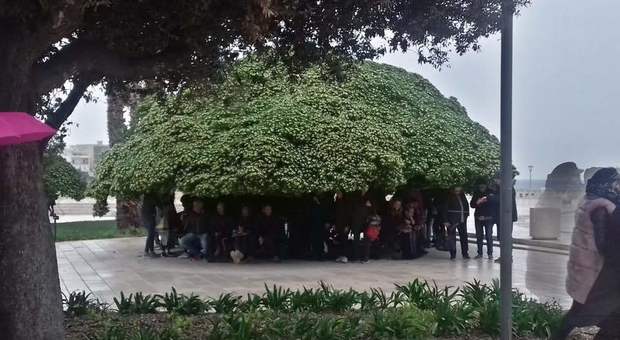 Pioggia improvvisa durante la pasquetta a Otranto: il pittosforo diventa un ombrello gigante