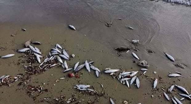 Pesci spiaggiati nel porto di Forio, è allarme ambientale a Ischia