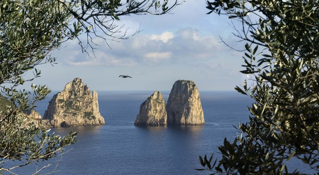 Capri, la terra degli ulivi raccontata da Giuseppe Aprea