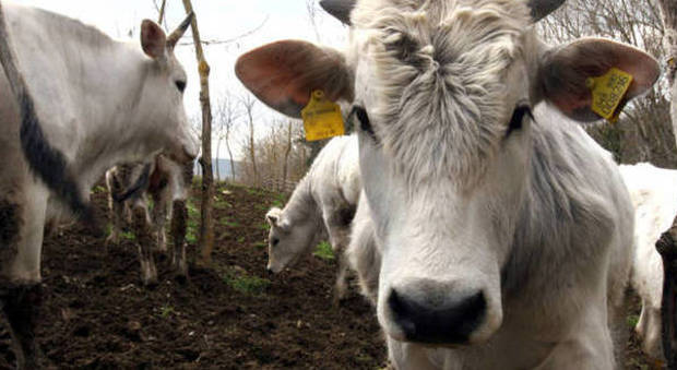 Grottaferrata, morti decine di bovini per un batterio: allarme infezione antrace