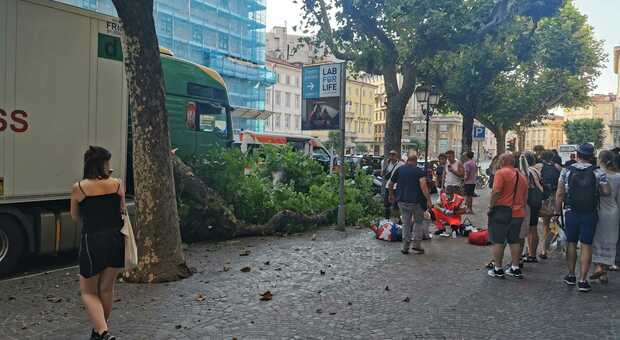 Tragedia sfiorata alla fermata del bus: Tir si schianta contro l'albero