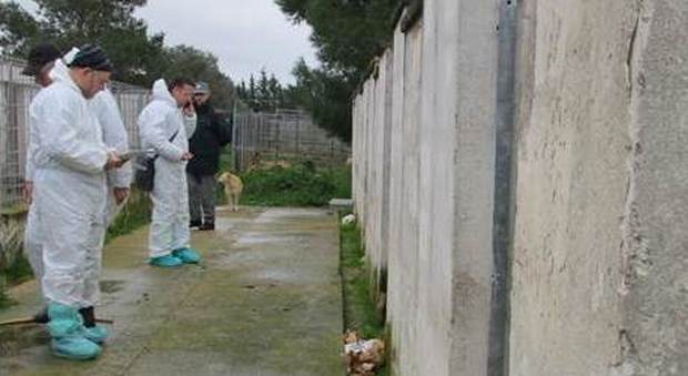 Animali matrattati e in scarse condizioni igieniche: sequestrato il canile comunale