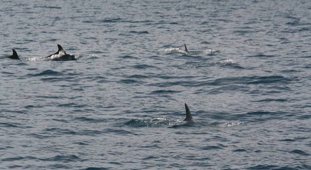 Delfini nel Parco di Punta Campanella