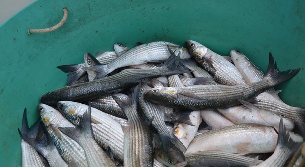 Fino a settembre il pesce fresco si compra dalle barche dei pescatori