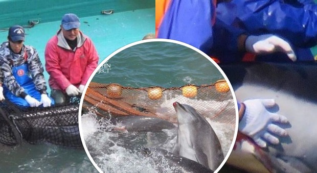 La baia dove muoiono i delfini: le immagini choc