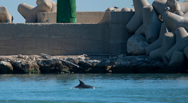 Uno dei due delfini nel porto canale di Pescara