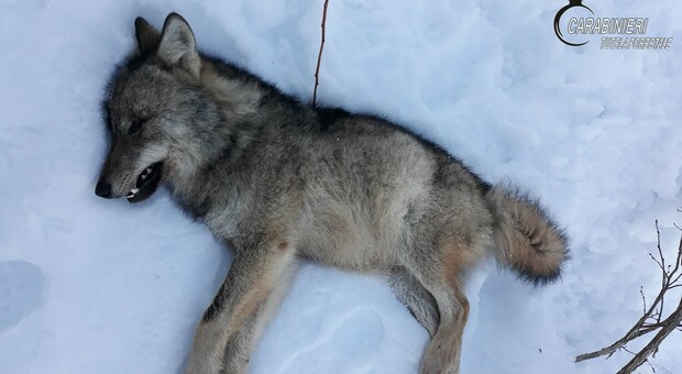Torino, bracconiere uccide un lupo: incastrato dal Ris