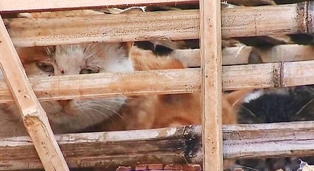 Cina, duemila gatti salvati dalla macellazione: stipati in gabbie erano destinati ai ristoranti