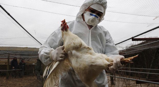 "Paura aviaria": Hong Kong blocca i polli milanesi. La Regione: "Situazione critica"