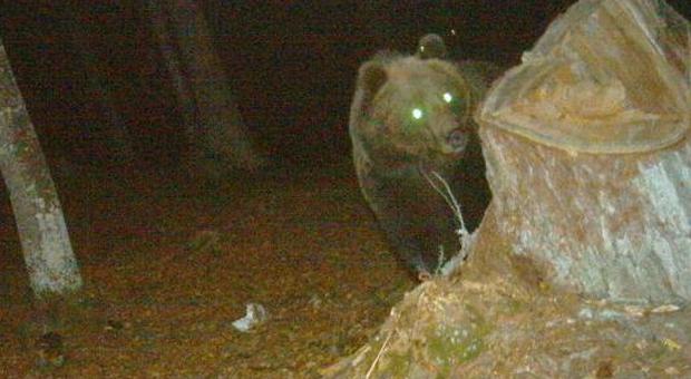 Un orso fotografato dalle teletrappole della polizia provinciale di Belluno