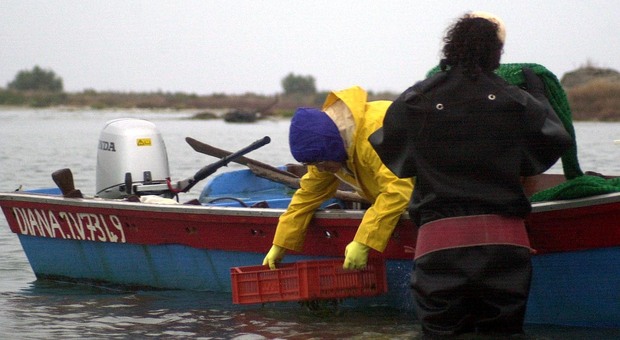 Pesca delle vongole nel Delta
