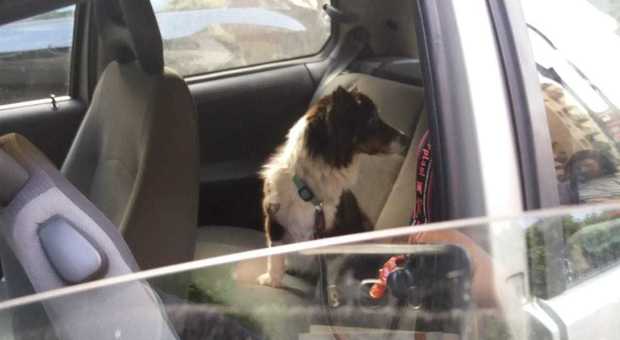 Roma, cagnolino chiuso nell'auto per ore: il quartiere si mobilita per salvarlo