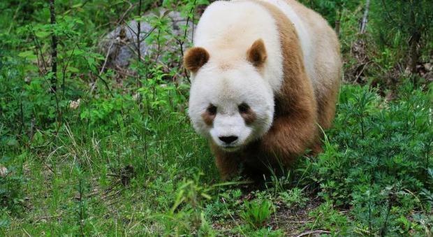 L'unico panda marrone Qizai